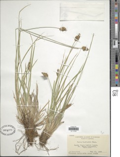 Image of Carex harfordii