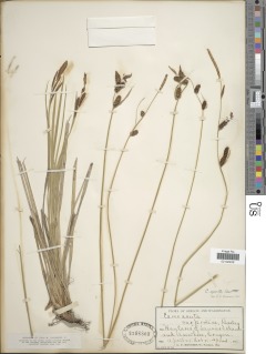 Carex aperta image