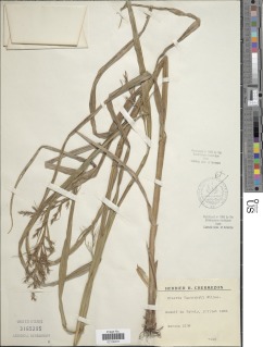 Scleria lagoensis image