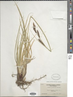 Image of Carex congdonii
