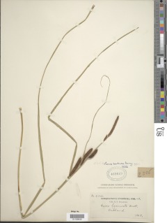 Carex barbarae image