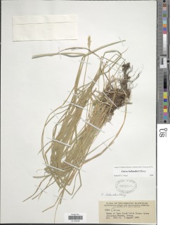 Carex bolanderi image