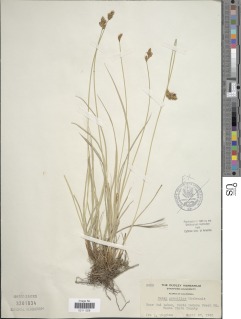 Carex gracilior image