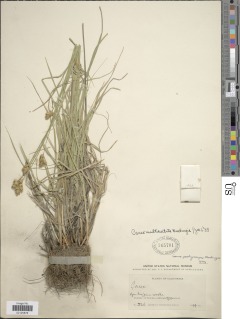 Carex multicostata image