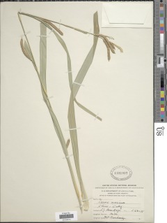 Image of Carex pendula