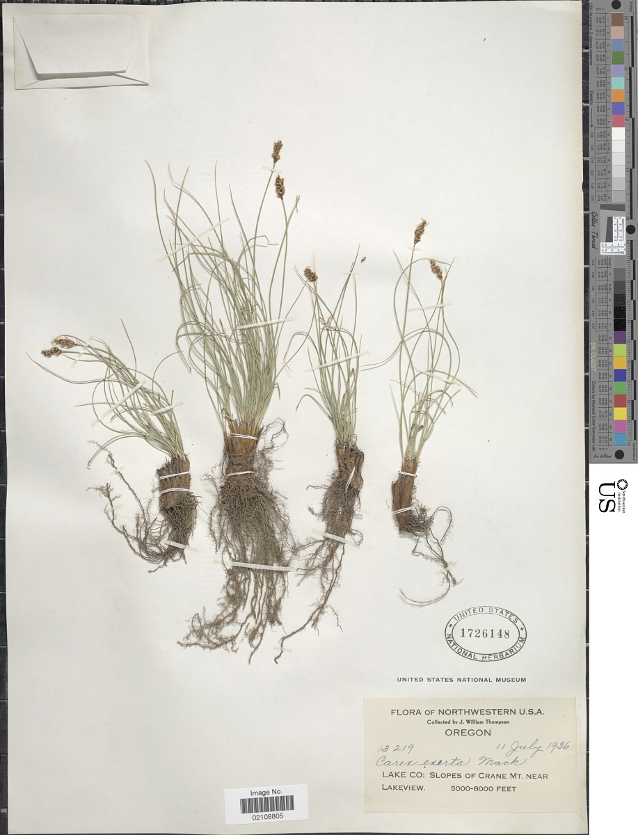 Carex filifolia image