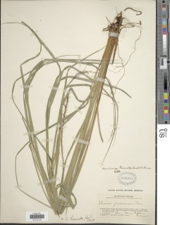 Image of Carex hamata