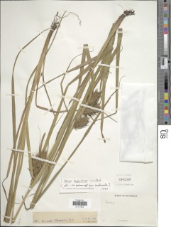 Image of Carex lupulina