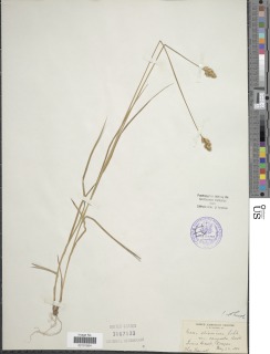 Image of Carex albolutescens