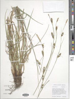 Image of Carex distans