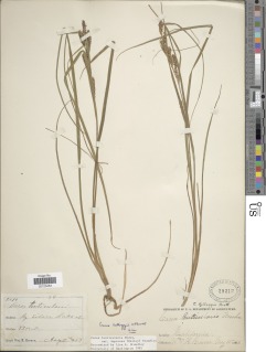 Carex kelloggii var. impressa image