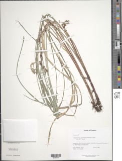 Calyptrocarya glomerulata image