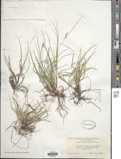 Carex brevicaulis image