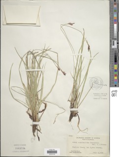 Carex concinnoides image