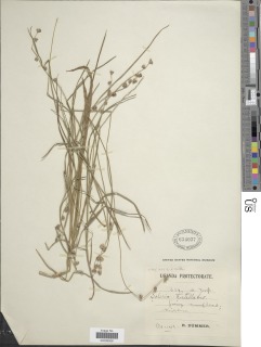 Image of Scleria distans