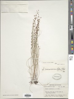 Image of Scleria verticillata