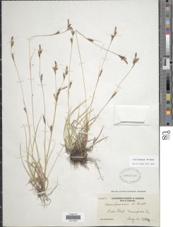 Image of Carex lemmonii