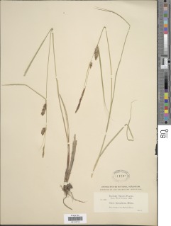 Carex pellita image