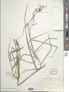 Image of Scleria secans