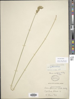 Carex fracta image