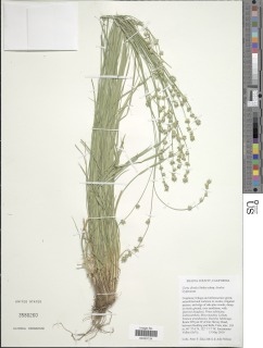 Image of Carex divulsa