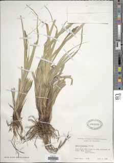 Carex congdonii image