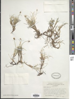 Carex incurviformis image
