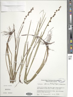 Scleria catophylla image