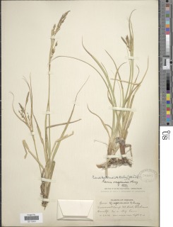 Carex halliana image