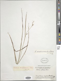 Image of Scleria scabriuscula
