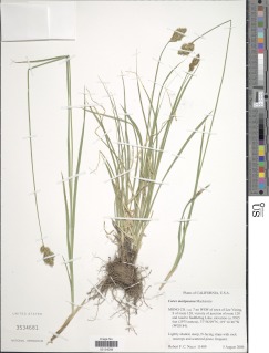 Carex mariposana image