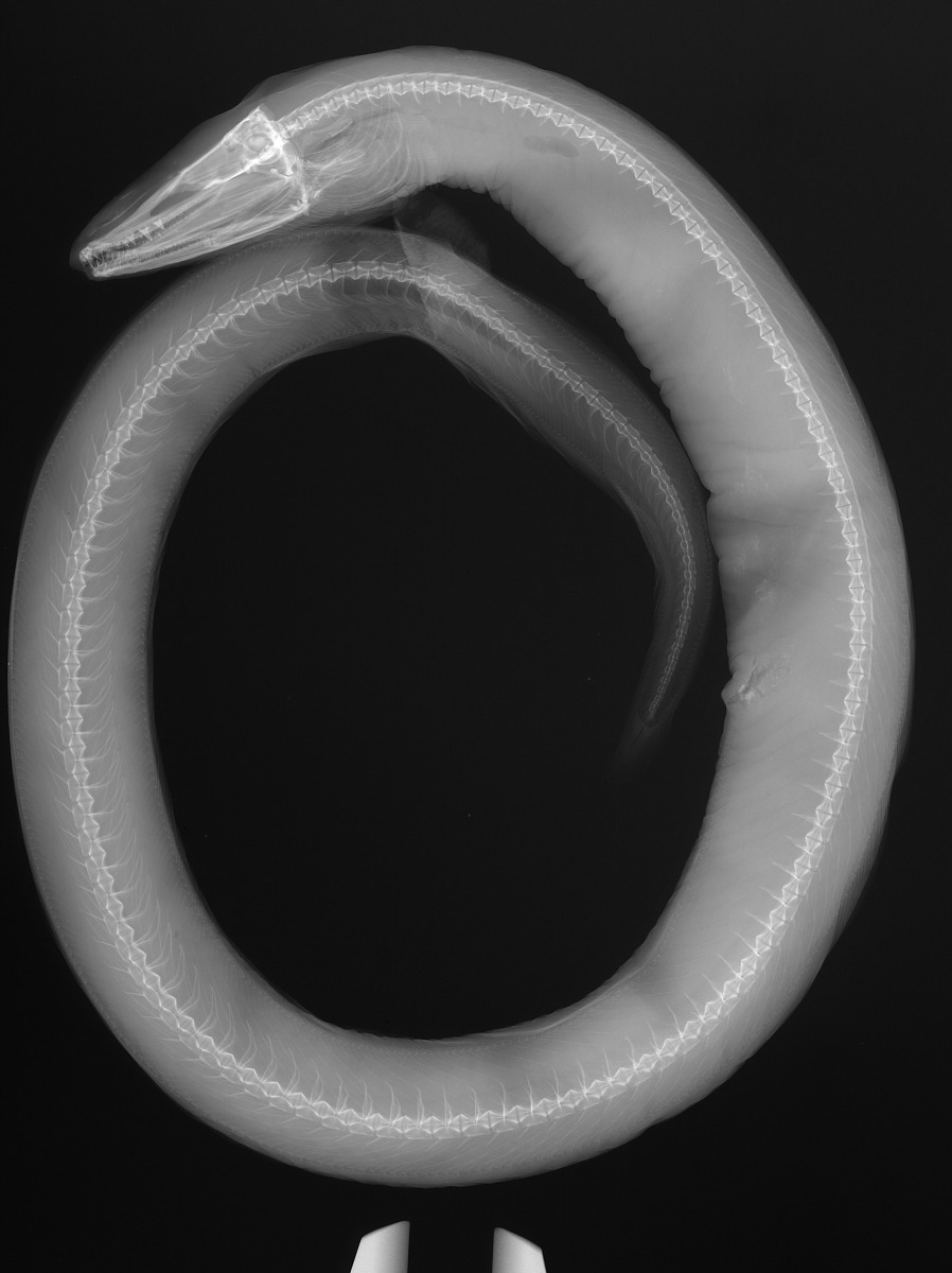 Synaphobranchidae image