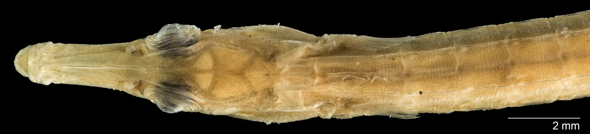 Pseudophallus elcapitanensis image