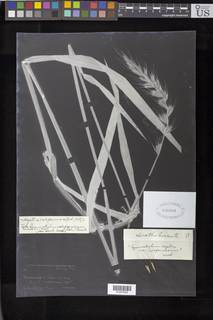 Elymus californicus image