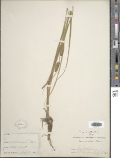 Carex utriculata image