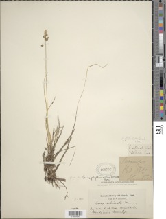 Carex echinata subsp. phyllomanica image