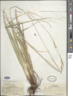 Image of Carex obispoensis
