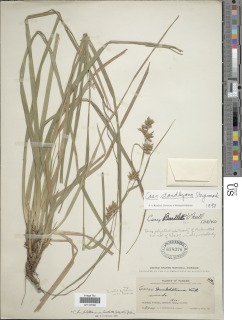 Carex standleyana image