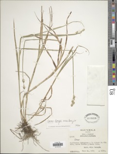 Image of Carex longii