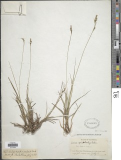 Image of Carex anisostachys