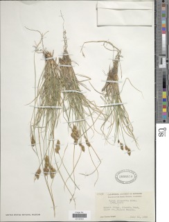 Carex proposita image