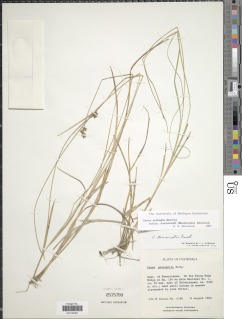 Image of Carex townsendii