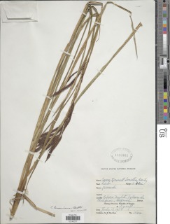Carex lemanniana image