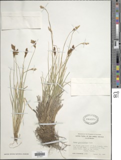 Carex phaeocephala image
