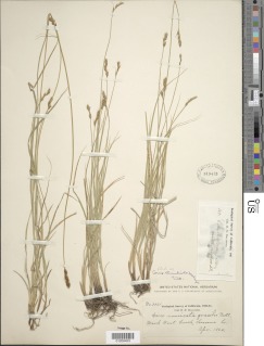 Carex tumulicola image