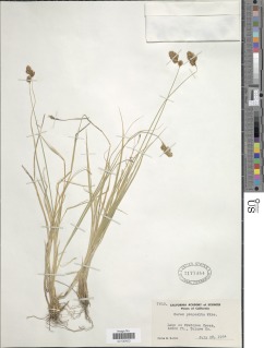 Carex proposita image