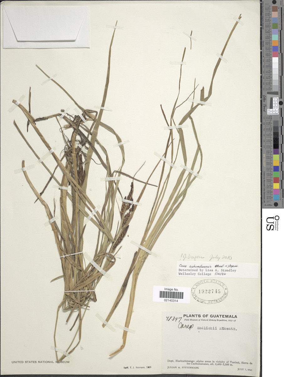 Carex cuchumatanensis image