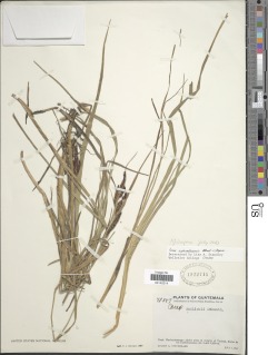 Carex cuchumatanensis image