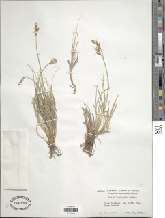 Image of Carex tahoensis