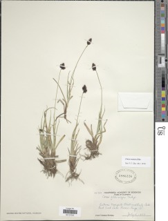 Carex orestera image